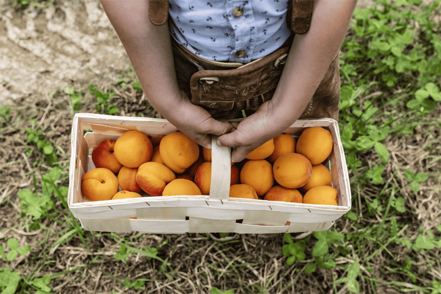 BIO-Marillenbaum Patenschaft - Traum-Baum