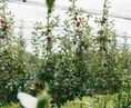 Bild in Galerie-Betrachter laden, BIO - Apfelbaum Patenschaft - Traum-Baum
