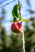 Bild in Galerie-Betrachter laden, Baumtrio - Natur Näher - Traum-Baum

