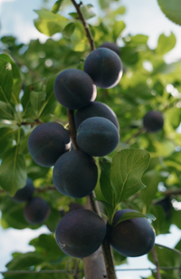 BIO-Zwetschkenbaum Patenschaft - Traum-Baum