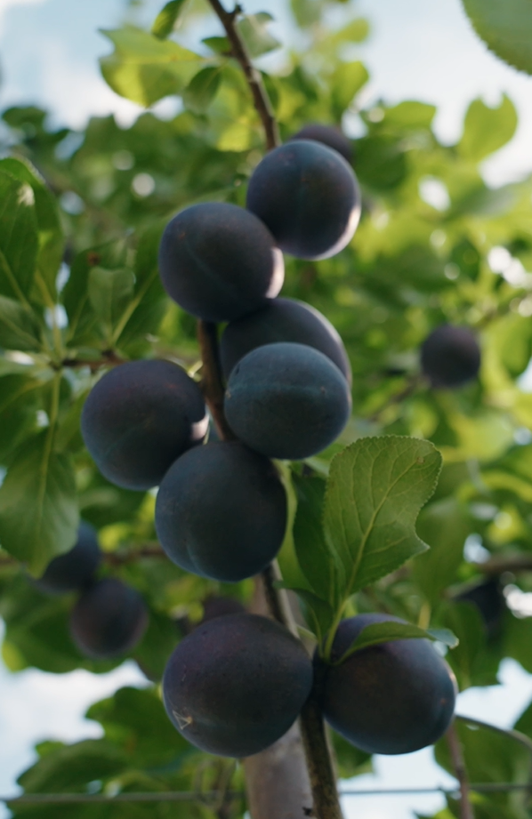 BIO-Zwetschkenbaum Patenschaft - Traum-Baum