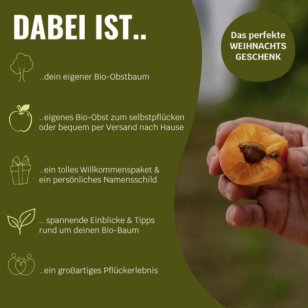 BIO-Obstbaum für 1 Erntejahr