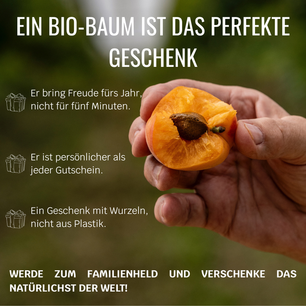 BIO-Obstbaum für 1 Erntejahr