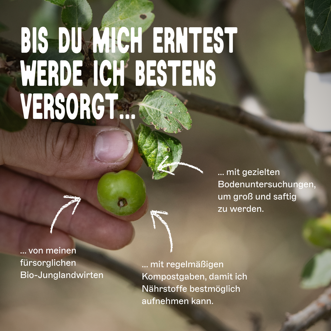 BIO-Obstbaum für 1 Erntejahr