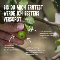 BIO-Obstbaum für 1 Erntejahr