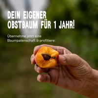 BIO-Marillenbaum Patenschaft