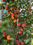 Bild in Galerie-Betrachter laden, BIO-Marillenbaum Patenschaft - Traum-Baum
