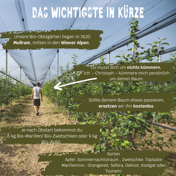 BIO-Obstbaum für 1 Erntejahr