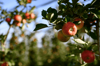 BIO - Apfelbaum Patenschaft
