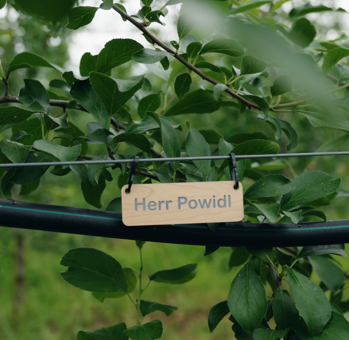 BIO-Zwetschkenbaum Patenschaft - Traum-Baum