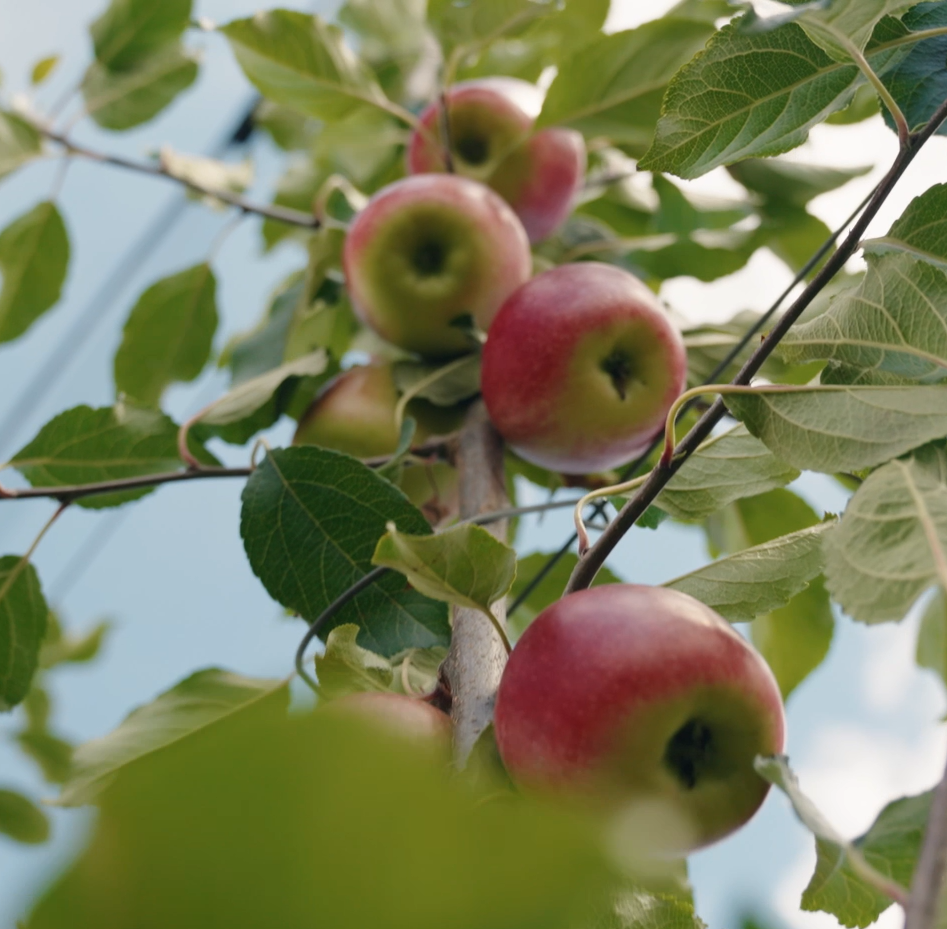 BIO - Apfelbaum Patenschaft
