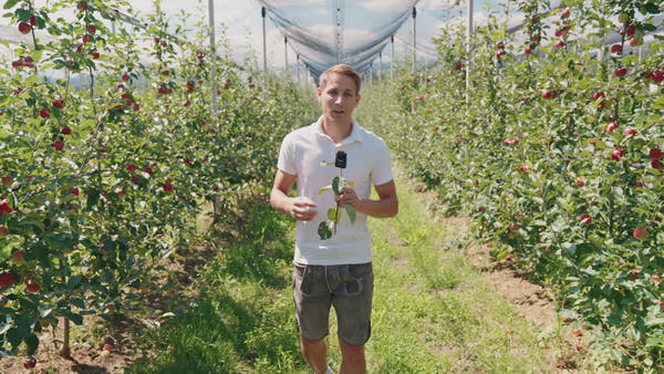 BIO-Obstbaum für 1 Erntejahr