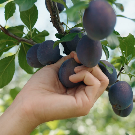 Bio-Zwetschkenbaum Patenschaft im Obstgarten in Niederösterreich