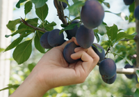 Bio-Zwetschkenbaum Patenschaft im Obstgarten in Niederösterreich
