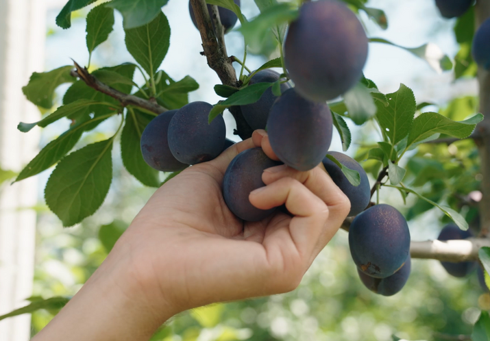Bio-Zwetschkenbaum Patenschaft im Obstgarten in Niederösterreich