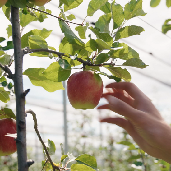 Bio-Apfelbaum Patenschaft kaufen – mit 9 kg Bio-Äpfeln aus Niederösterreich