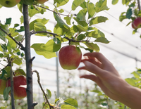 Bio-Apfelbaum Patenschaft kaufen – mit 9 kg Bio-Äpfeln aus Niederösterreich