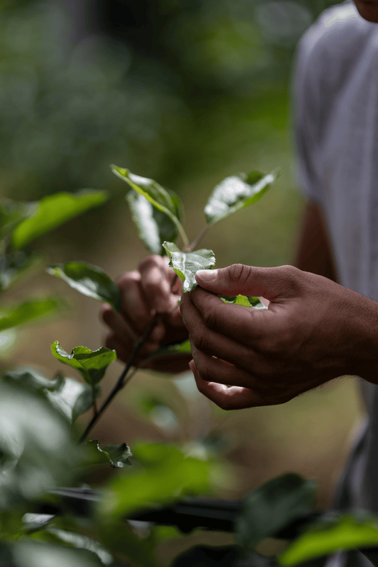 Bio-Ernte aus dem Baumtrio – Äpfel, Marillen und Zwetschken frisch aus dem Obstgarten