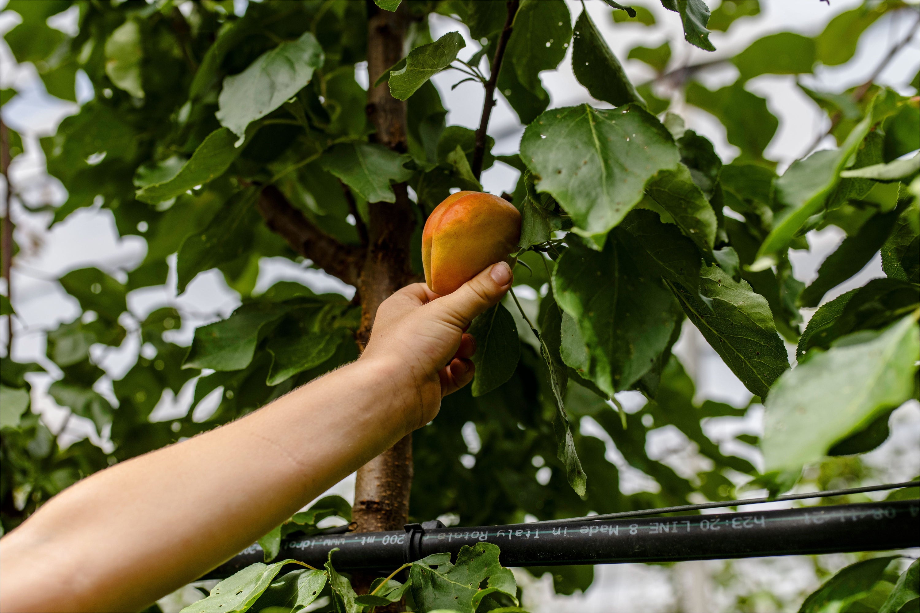 Video: Vorteile einer Bio-Baumpatenschaft im Obstgarten in Niederösterreich – Ernte, Zertifikat, Namensschild & nachhaltiges Geschenk