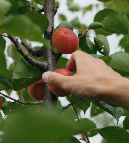 Bio-Marillen aus der Baumpatenschaft frisch aus dem Obstgarten pflücken