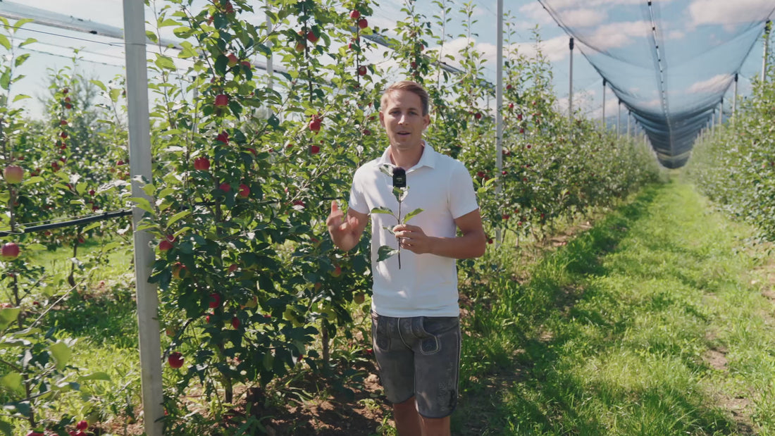 Gratis Führungen für Baumpaten im Obstgarten Niederösterreich