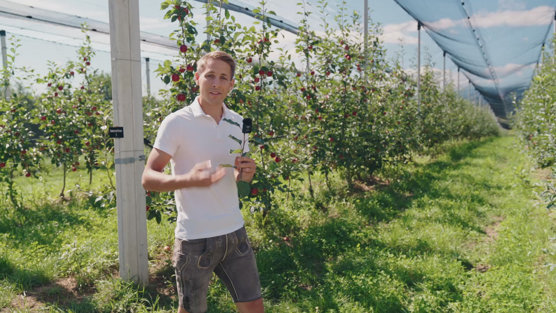 Video: So einfach funktioniert die Bio-Baumpatenschaft